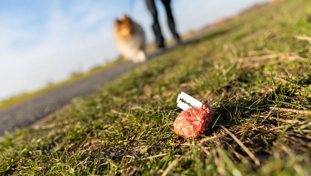 Giftköder: wenn Hund etwas Giftiges gefressen hat